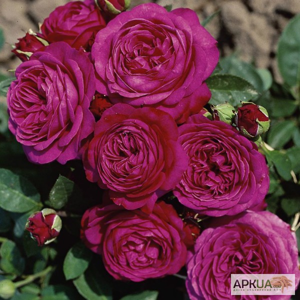 Фото 3. Розы с открытой корневой системой, привитые на шиповнике, 2-летки