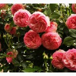 Розы с открытой корневой системой, привитые на шиповнике, 2-летки