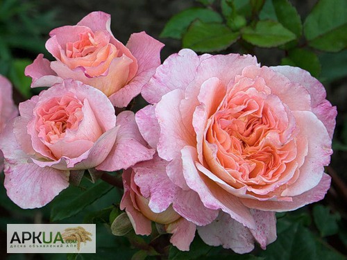 Фото 7. Розы с открытой корневой системой, привитые на шиповнике, 2-летки