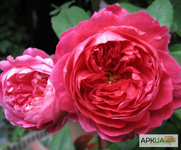 Фото 9. Розы с открытой корневой системой, привитые на шиповнике, 2-летки