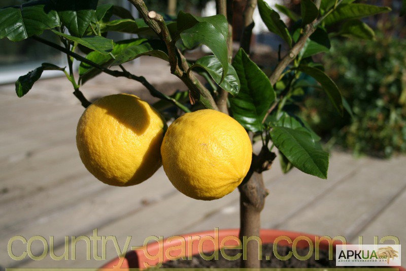 Фото 2. Продам Лимон в горшках, комнатное растение