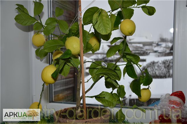 Фото 4. Продам Лимон в горшках, комнатное растение