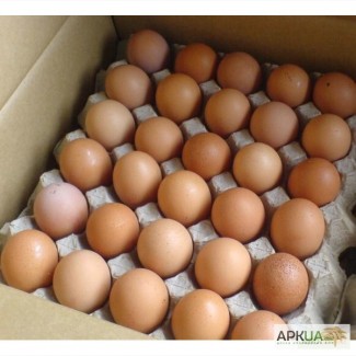 Продам Яйцо инкубационное куриное - Фокси Чик (Foxy Chick)