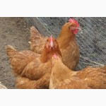 Продам Яйцо инкубационное куриное - Фокси Чик (Foxy Chick)