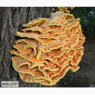 Маринованные грибы латипурусы (трутовик серно-желтый). 80 грн/ 0, 5 л