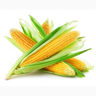 Закупка кукурузы