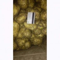 Продам оптом картошку, картофель некондиция сорт Ривьера