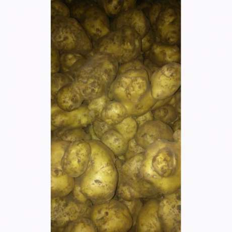 Фото 2. Продам оптом картошку, картофель некондиция сорт Ривьера