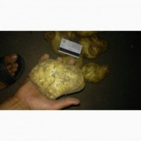 Продам оптом картошку, картофель некондиция сорт Ривьера