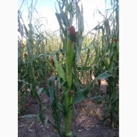 Семена кукурузы Марсель ФАО-260