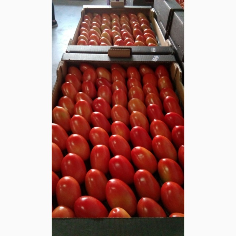 Томат сливовидный оптом. Купить томат от производителя. Tomate Pera Caniles