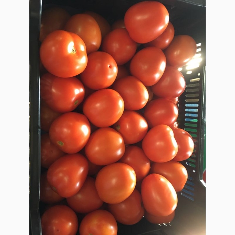 Фото 2. Томат сливовидный оптом. Купить томат от производителя. Tomate Pera Caniles