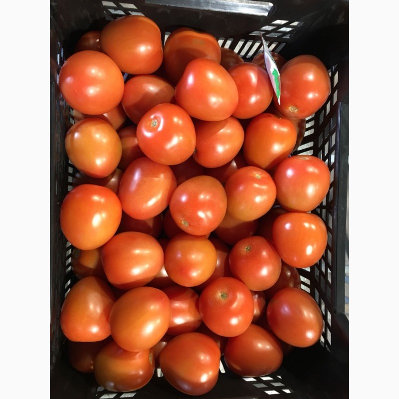 Фото 3. Томат сливовидный оптом. Купить томат от производителя. Tomate Pera Caniles