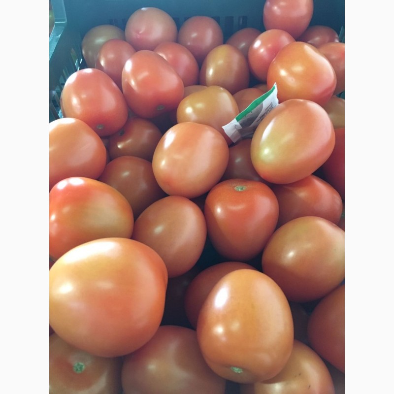 Фото 4. Томат сливовидный оптом. Купить томат от производителя. Tomate Pera Caniles