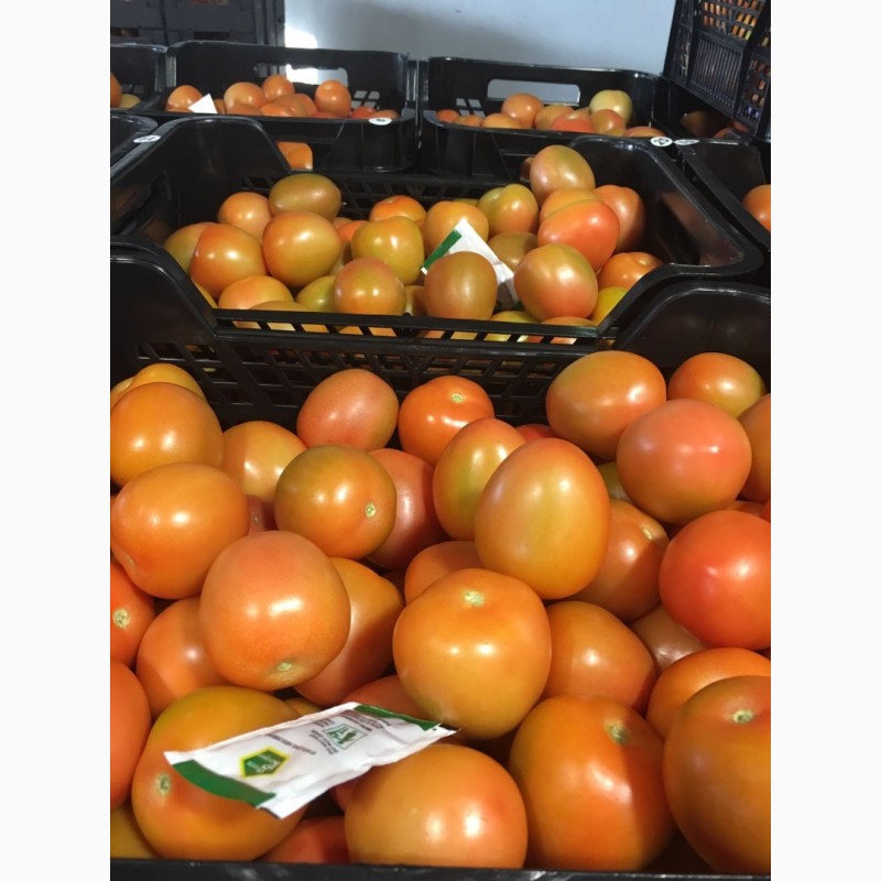 Фото 5. Томат сливовидный оптом. Купить томат от производителя. Tomate Pera Caniles