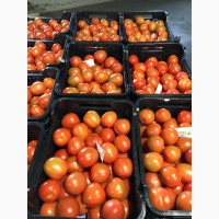 Томат сливовидный оптом. Купить томат от производителя. Tomate Pera Caniles