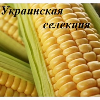 Семена кукурузы Оржиця ФАО 240