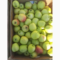 Яблоки калиброванные оптом со склада Харьков