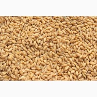 Семена пшеницы Тацитус / Насіння пшениці від ПБФ «Колос»