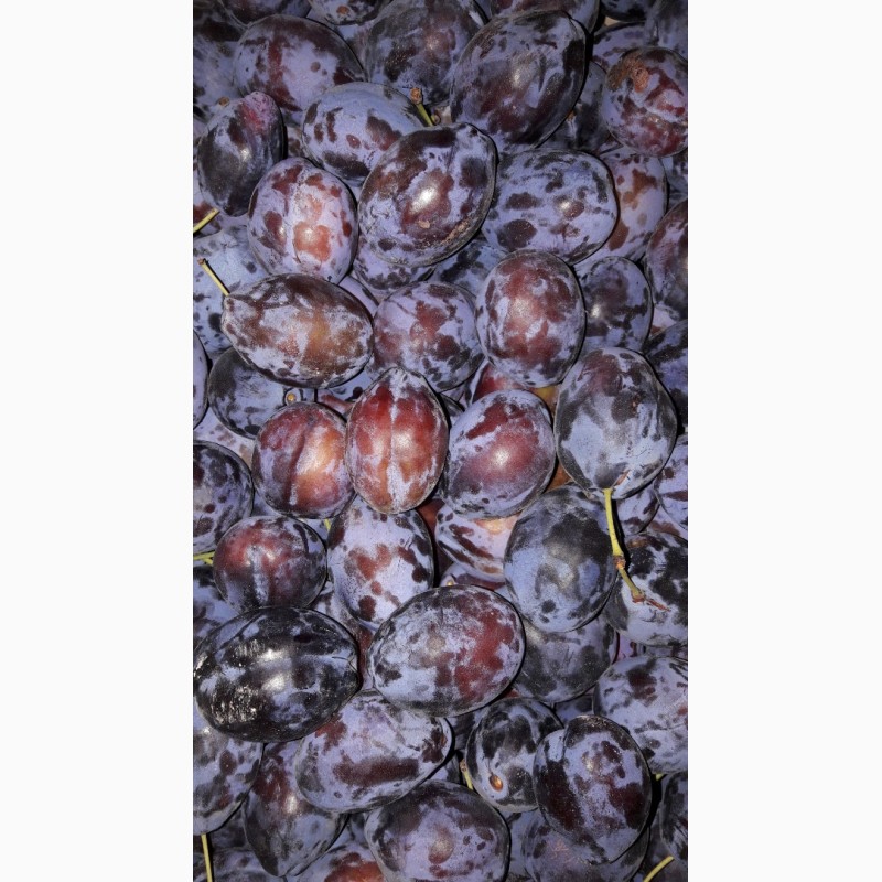 Фото 4. Продам сливу, урожая 2018 года, сорт Стенлей, с холодильника