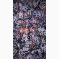 Продам сливу, урожая 2018 года, сорт Стенлей, с холодильника