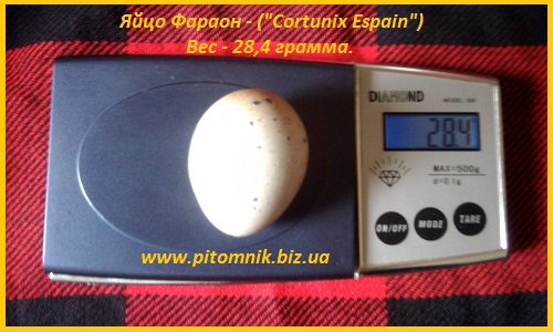 Фото 5. Яйца инкубационные перепела Фараон (Espana)