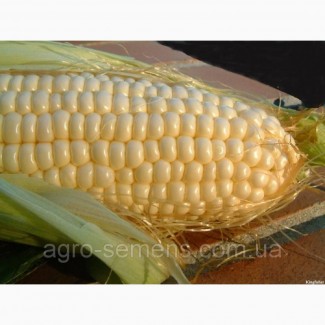 Семена кукурузы АФИНА ФАО-320