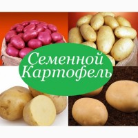 Картофель посевной/посадочный