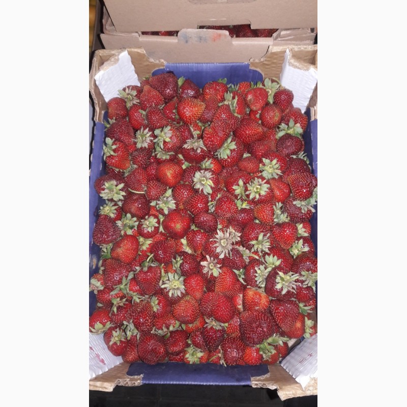 Фото 3. Куплю ягоду: малина, ежевика, смородина, голубика, смородина