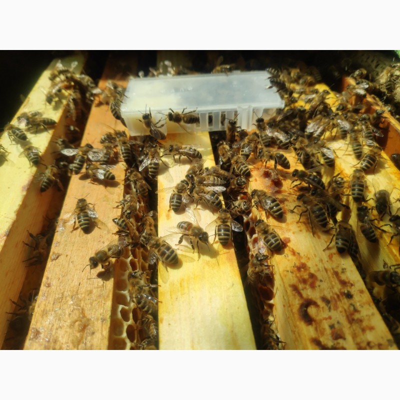 Фото 3. Плідні бджоломатки української степової породи