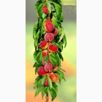 Персик колоновидный «Сувенир»