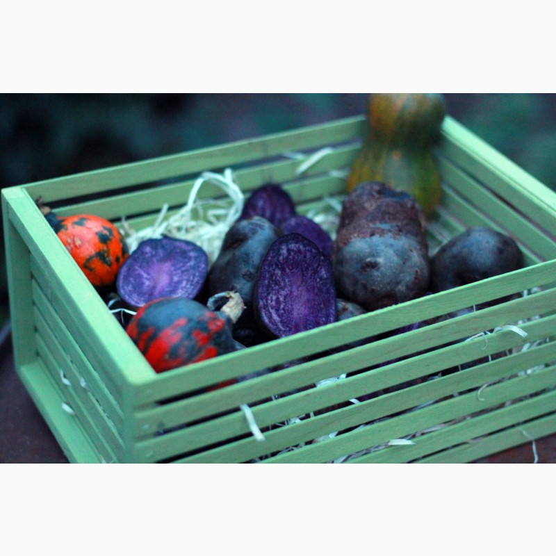 Фото 2. Фиолетовый картофель, фіолетова картопля, сорту Вітелот(Vitelotte)