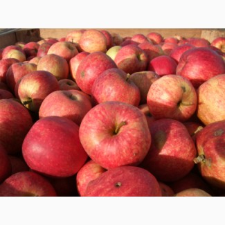 Купимо яблука для переробки в Україні
