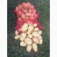 Продам молодой картофель, Киевская обл