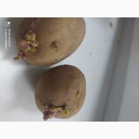 Семенной картофель ривьера, Аризона, Коломбо и другие! Польша, Голландия. 1, 2 репроду