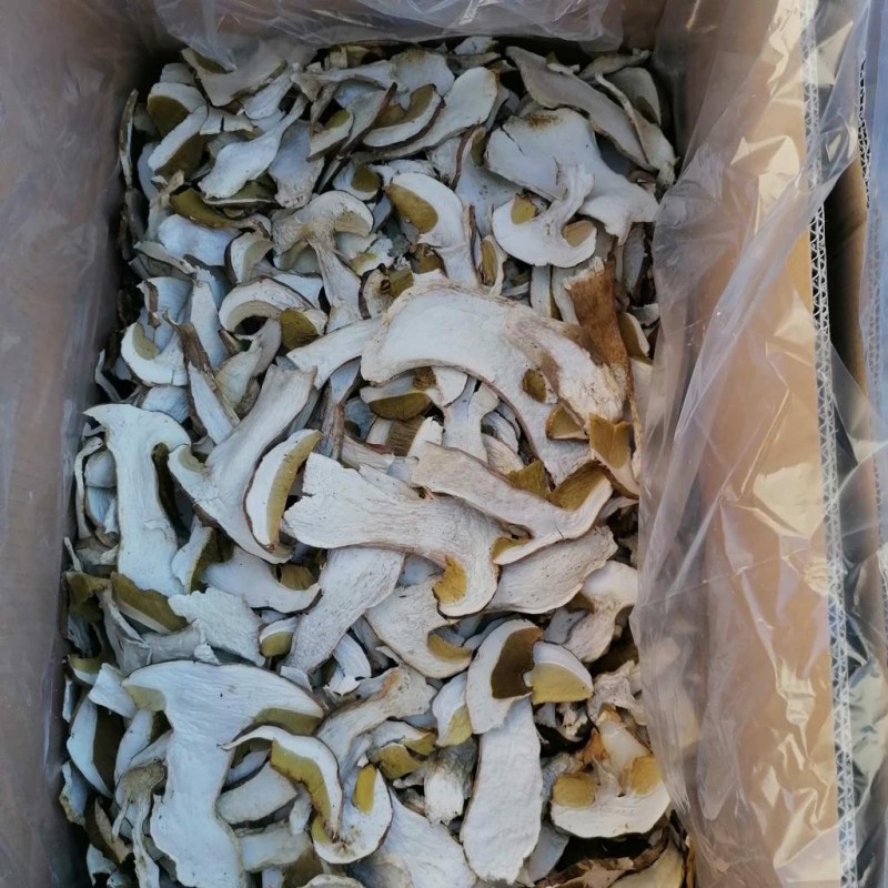 Фото 2. Куплю білі гриби