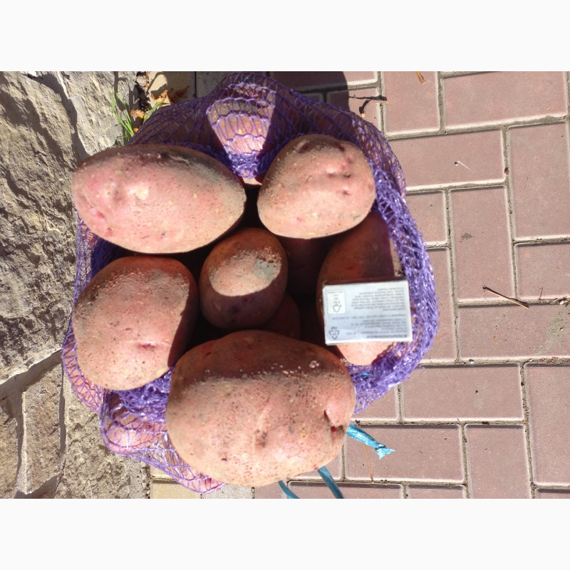 Фото 3. Продам картоплю сорт Торнадо, Орла. Опт. Є об#039;єм