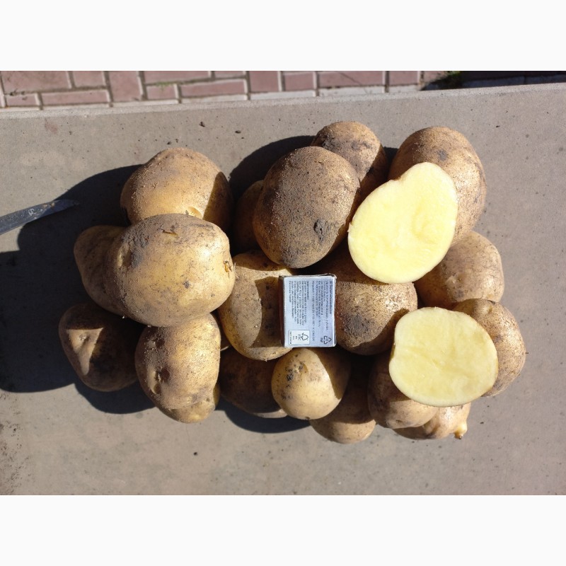 Фото 4. Продам картоплю сорт Торнадо, Орла. Опт. Є об#039;єм