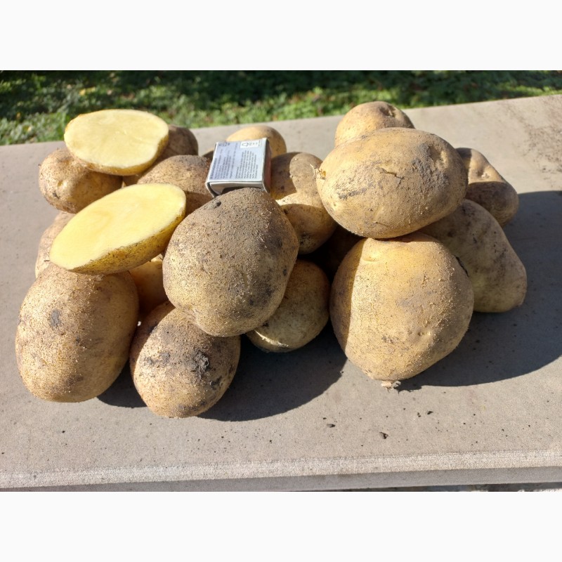 Фото 5. Продам картоплю сорт Торнадо, Орла. Опт. Є об#039;єм