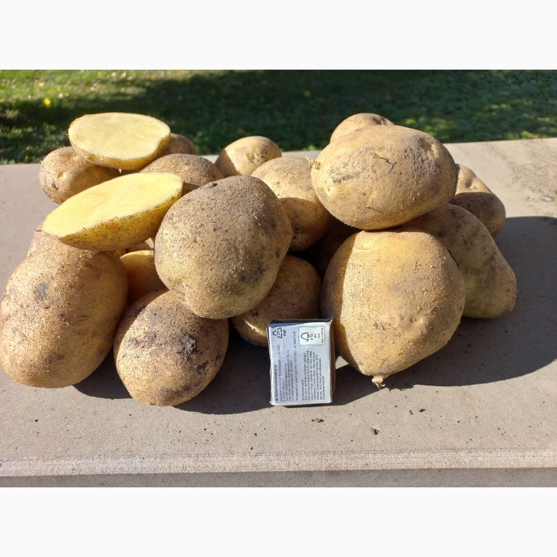 Фото 6. Продам картоплю сорт Торнадо, Орла. Опт. Є об#039;єм