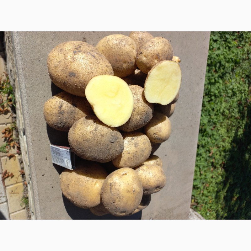 Фото 7. Продам картоплю сорт Торнадо, Орла. Опт. Є об#039;єм