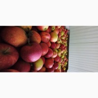 Продам яблука фрешовані з холодильника