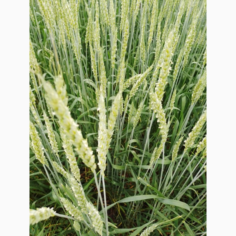 Фото 2. Продам насіння пшениці ярої «Оксамит Миронівський» 1реп