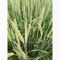 Продам насіння пшениці ярої «Оксамит Миронівський» 1реп