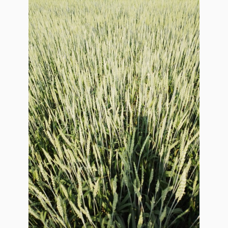 Фото 3. Продам насіння пшениці ярої «Оксамит Миронівський» 1реп