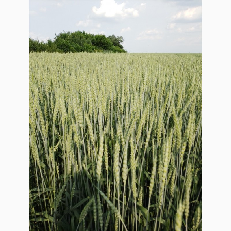 Фото 4. Продам насіння пшениці ярої «Оксамит Миронівський» 1реп