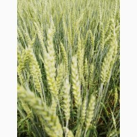 Продам насіння пшениці ярої «Оксамит Миронівський» 1реп