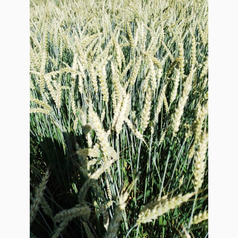 Фото 6. Продам насіння пшениці ярої «Оксамит Миронівський» 1реп