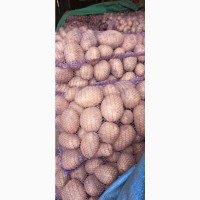Продам картоплю Арізона 22т