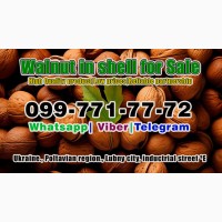 Walnut in shell for sale! Own providing! High quality product! season 2024